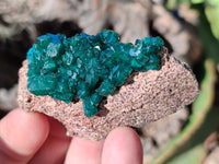 Natural Dioptase On Dolomite Specimens x 12 From Mashamba East Mine, Congo