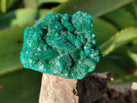 Natural Dioptase On Dolomite Specimens x 12 From Mashamba East Mine, Congo