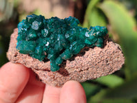 Natural Dioptase On Dolomite Specimens x 12 From Mashamba East Mine, Congo
