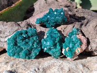 Natural Dioptase On Dolomite Specimens x 12 From Mashamba East Mine, Congo