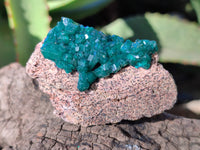 Natural Dioptase On Dolomite Specimens x 12 From Mashamba East Mine, Congo