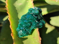 Natural Dioptase On Dolomite Specimens x 12 From Mashamba East Mine, Congo