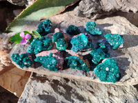 Natural Dioptase On Dolomite Specimens x 12 From Mashamba East Mine, Congo