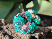 Natural Dioptase On Dolomite Specimens x 12 From Mashamba East Mine, Congo