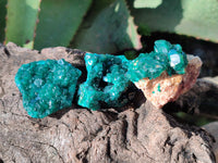 Natural Dioptase On Dolomite Specimens x 12 From Mashamba East Mine, Congo