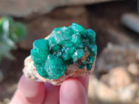 Natural Dioptase On Dolomite Specimens x 12 From Mashamba East Mine, Congo