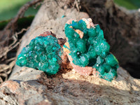 Natural Dioptase On Dolomite Specimens x 12 From Mashamba East Mine, Congo
