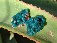 Natural Dioptase On Dolomite Specimens x 12 From Mashamba East Mine, Congo