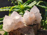 Natural Lilac Cactus Flower Spirit Quartz Clusters x 12 From South Africa