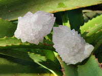 Natural Lilac Cactus Flower Spirit Quartz Clusters x 12 From South Africa