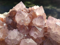 Natural Cactus Flower Ametrine Spirit Quartz Clusters x 2 From South Africa - Toprock Gemstones and Minerals 