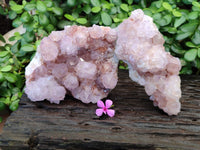 Natural Cactus Flower Ametrine Spirit Quartz Clusters x 2 From South Africa - Toprock Gemstones and Minerals 