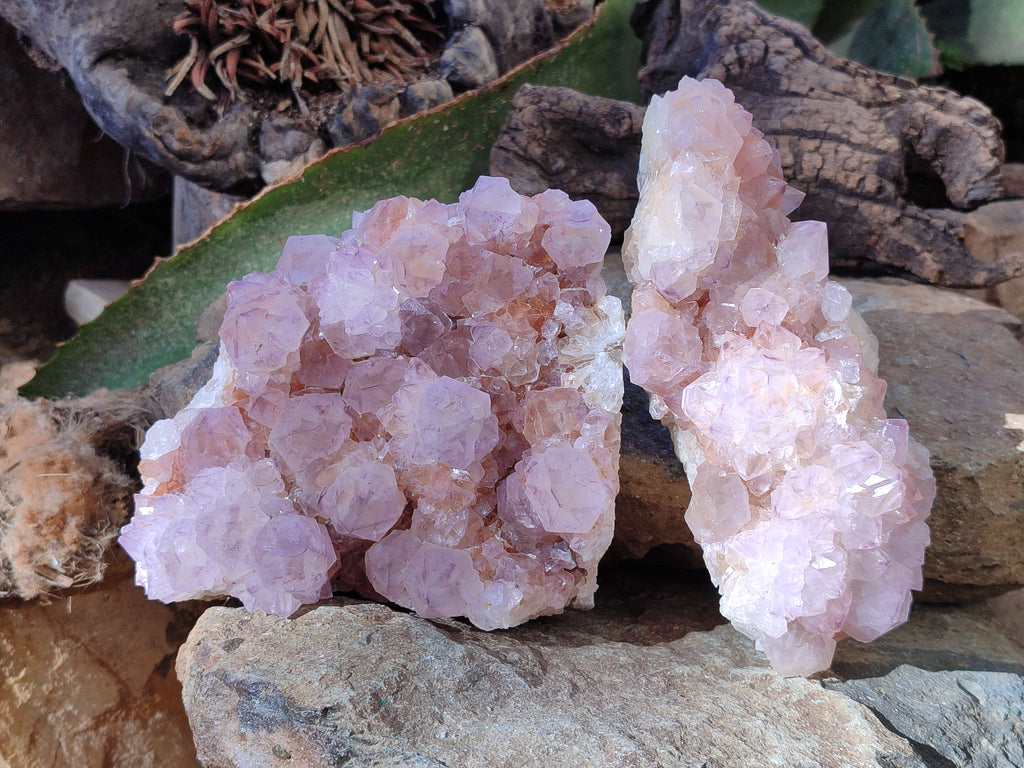 Natural Cactus Flower Ametrine Spirit Quartz Clusters x 2 From South Africa - Toprock Gemstones and Minerals 