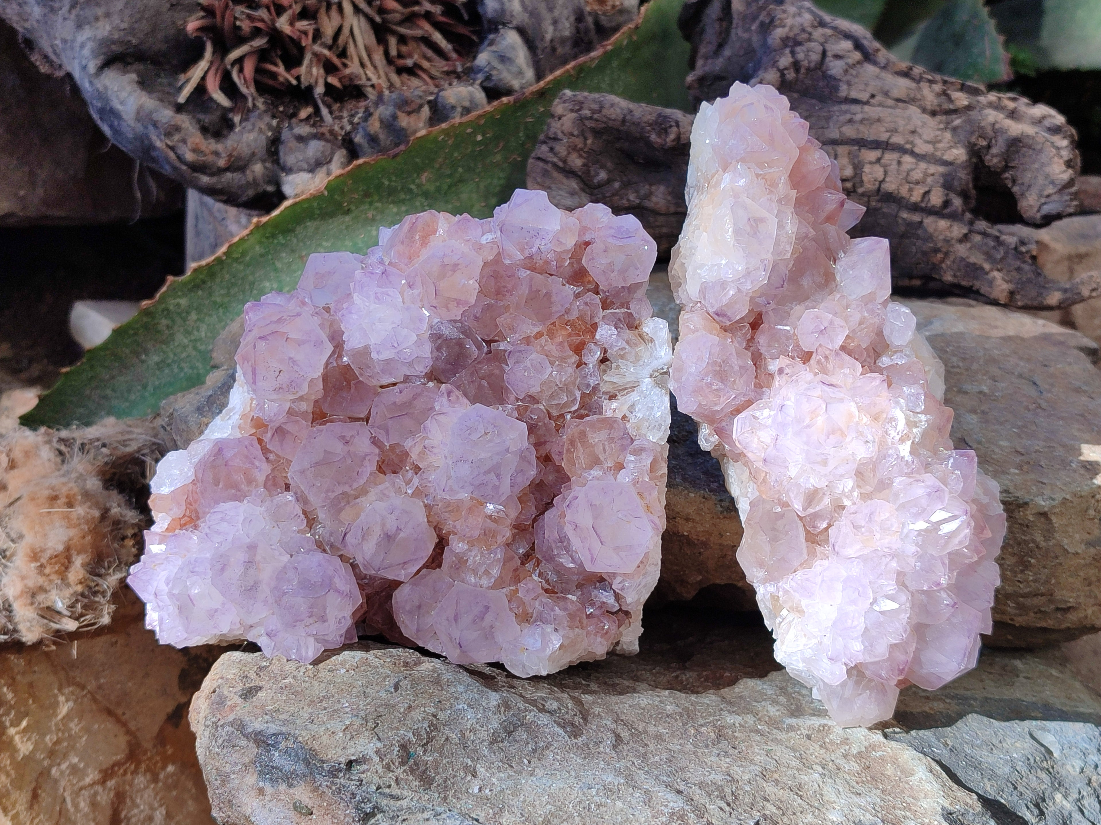 Natural Cactus Flower Ametrine Spirit Quartz Clusters x 2 From South Africa - Toprock Gemstones and Minerals 