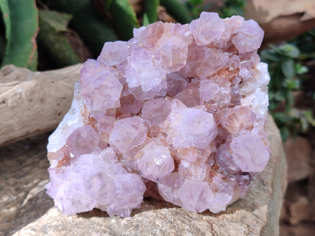Natural Cactus Flower Ametrine Spirit Quartz Clusters x 2 From South Africa - Toprock Gemstones and Minerals 