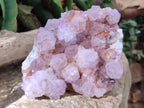 Natural Cactus Flower Ametrine Spirit Quartz Clusters x 2 From South Africa - Toprock Gemstones and Minerals 