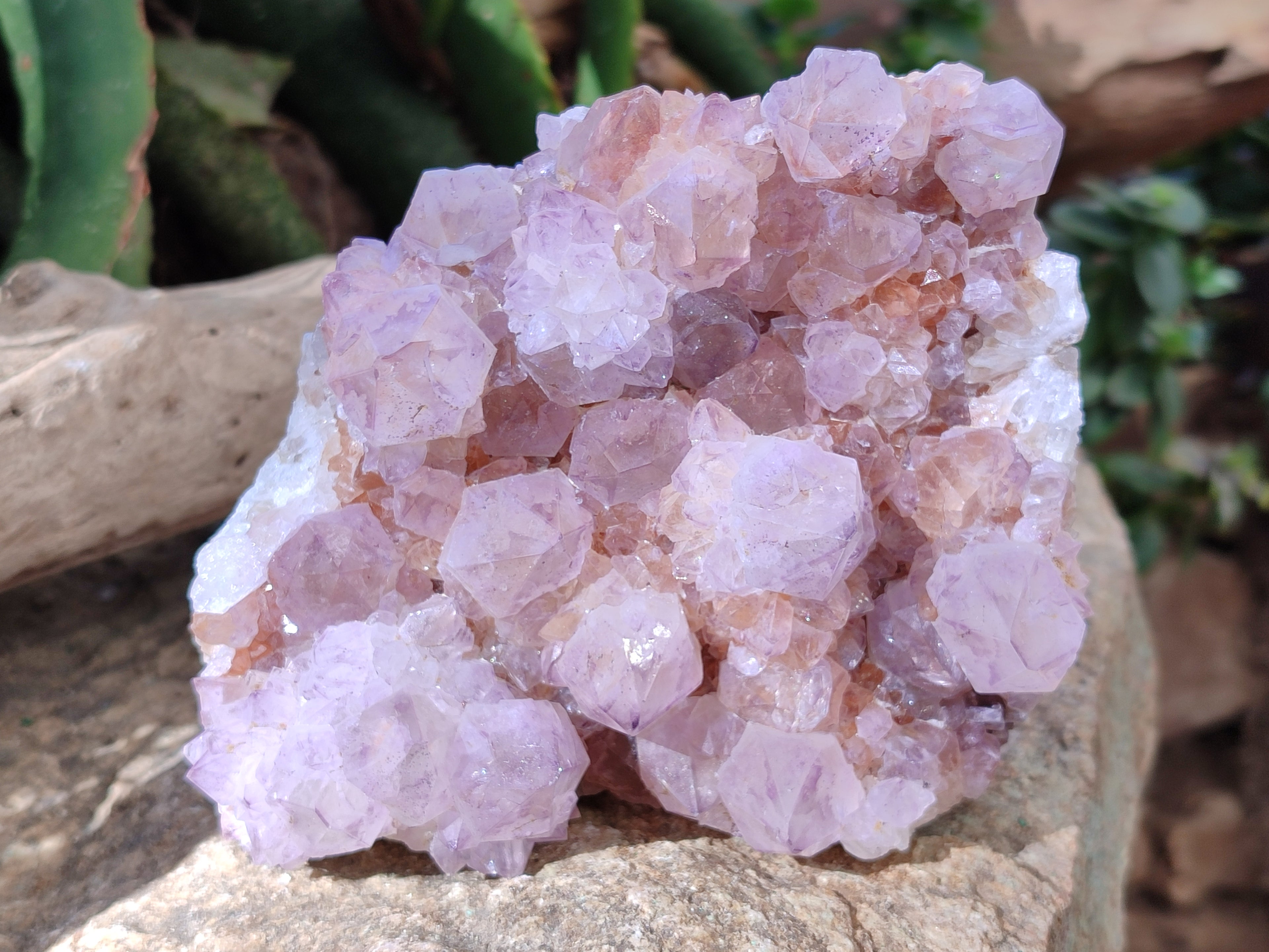 Natural Cactus Flower Ametrine Spirit Quartz Clusters x 2 From South Africa - Toprock Gemstones and Minerals 