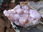 Natural Cactus Flower Ametrine Spirit Quartz Clusters x 2 From South Africa - Toprock Gemstones and Minerals 