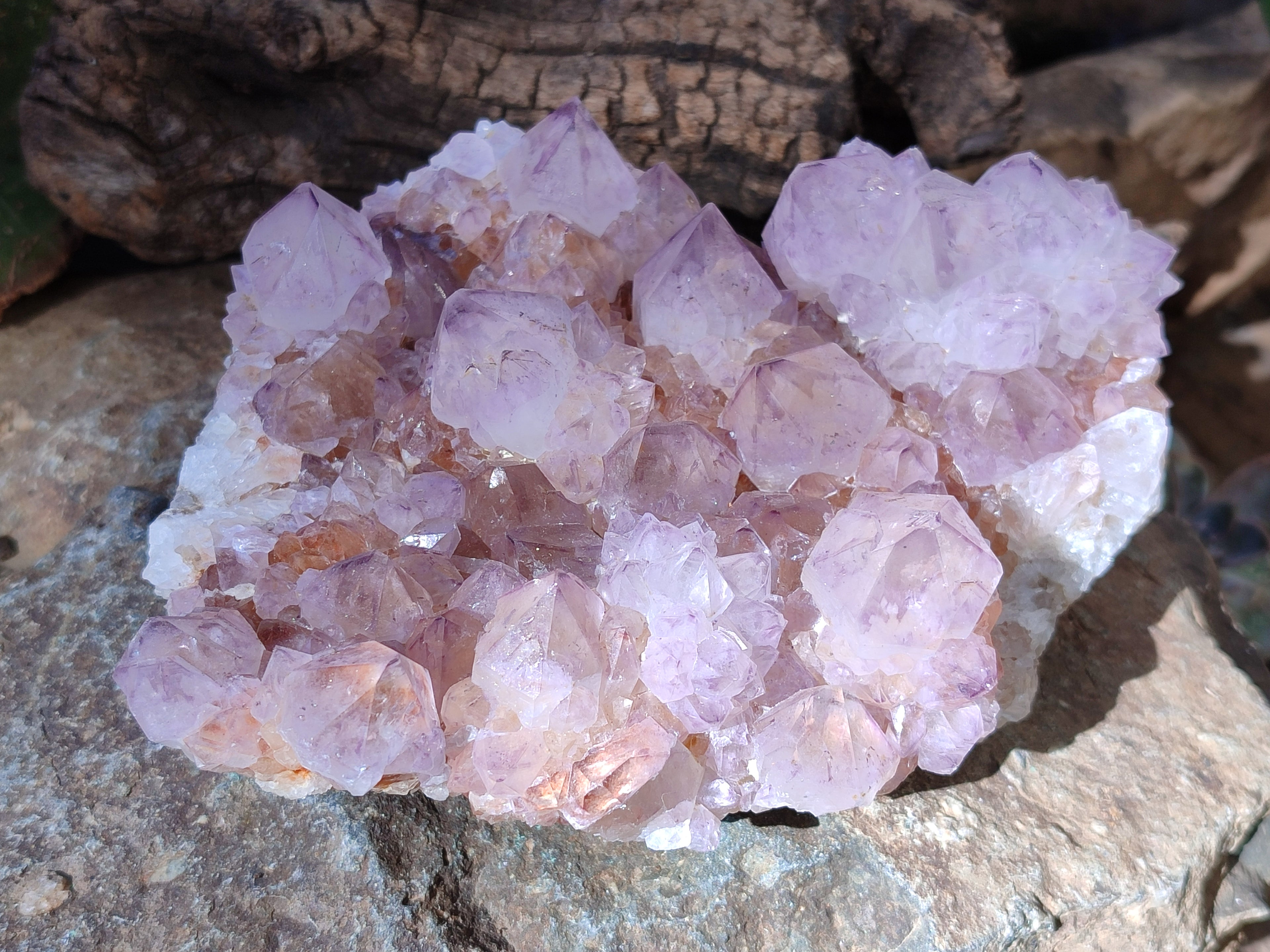 Natural Cactus Flower Ametrine Spirit Quartz Clusters x 2 From South Africa - Toprock Gemstones and Minerals 