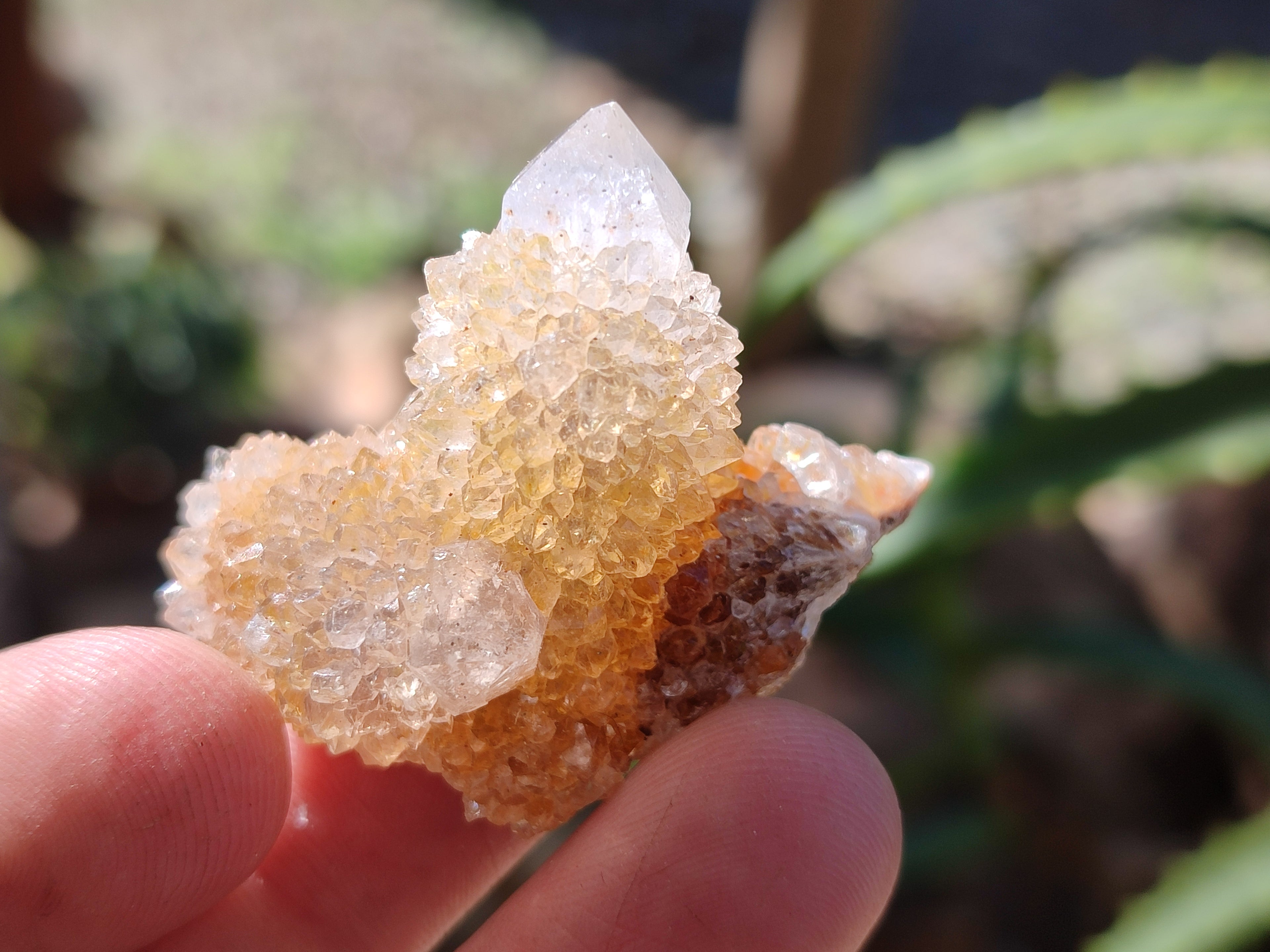 Natural Ametrine Spirit Quartz Clusters x 35 From Boekenhouthoek, South Africa - Toprock Gemstones and Minerals 