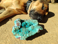 Natural Drusy Coated Chrysocolla with Malachite x 2 From Lupoto Mine, Congo