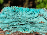 Natural Drusy Coated Chrysocolla with Malachite x 2 From Lupoto Mine, Congo