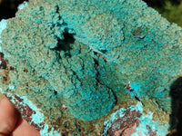 Natural Drusy Coated Chrysocolla with Malachite x 2 From Lupoto Mine, Congo