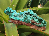 Natural Drusy Coated Chrysocolla with Malachite x 2 From Lupoto Mine, Congo