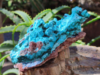 Natural Drusy Coated Chrysocolla with Malachite x 2 From Lupoto Mine, Congo