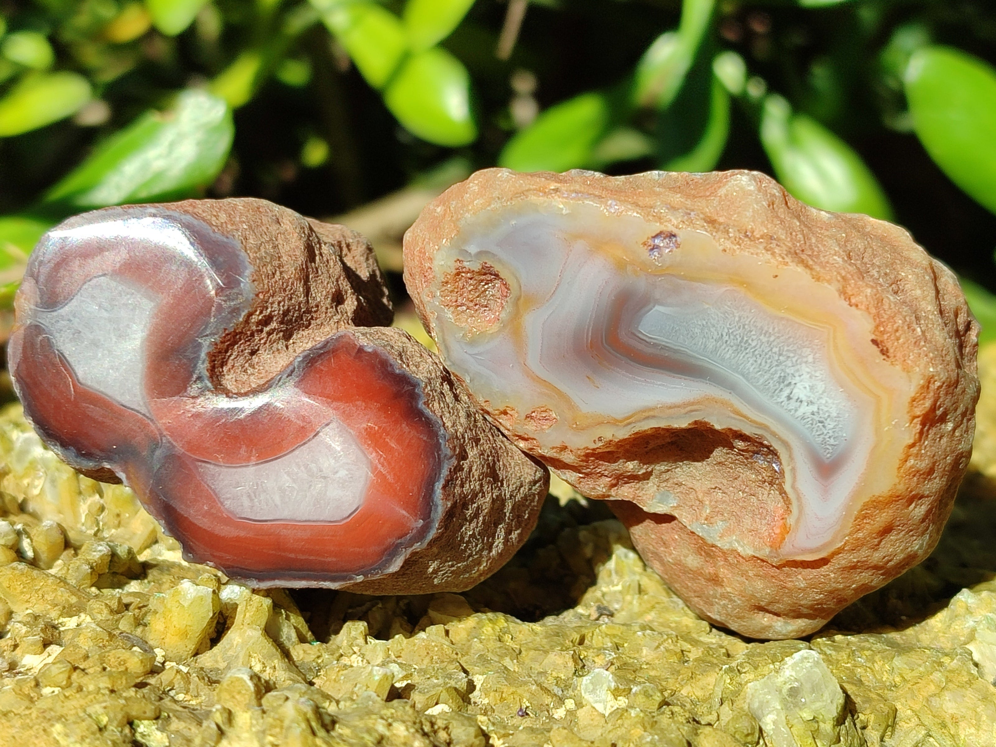 Polished On One Side Red Sashe River Agate Nodules x 20 From Zimbabwe - Toprock Gemstones and Minerals 