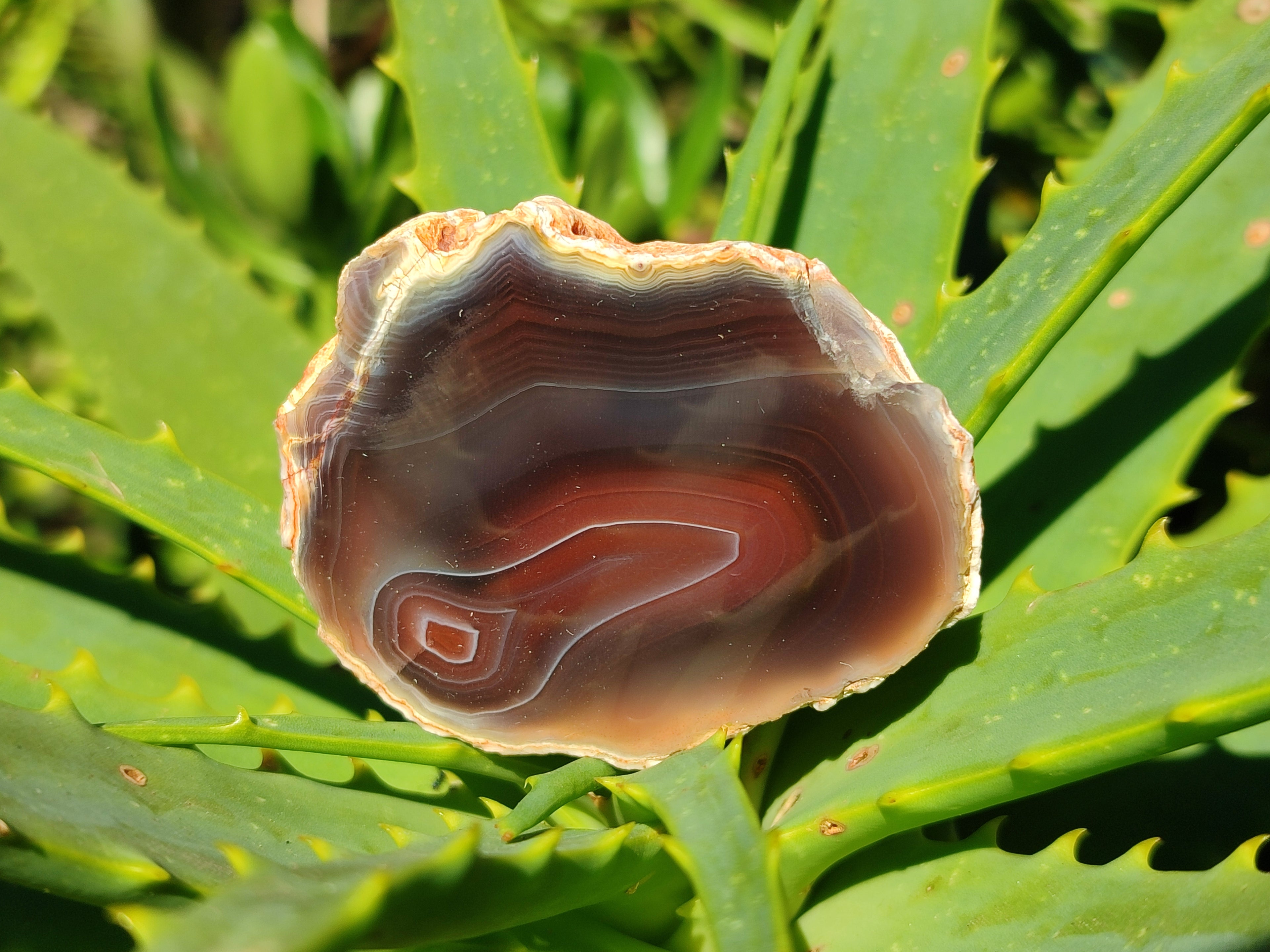Polished On One Side Red Sashe River Agate Nodules x 20 From Zimbabwe - Toprock Gemstones and Minerals 