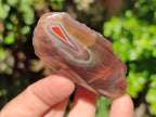 Polished On One Side Red Sashe River Agate Nodules x 20 From Zimbabwe - Toprock Gemstones and Minerals 
