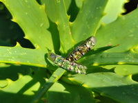 Polished 9 Carat Gold Plated Faceted Rings x 12 From Southern Africa