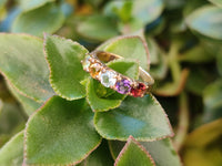 Polished 9 Carat Gold Plated Faceted Rings x 12 From Southern Africa