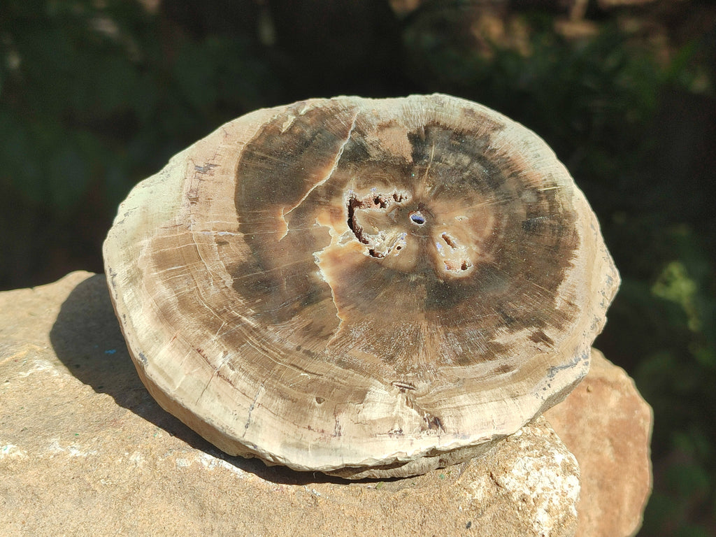 Polished Petrified Wood Slices x 6 From Gokwe, Zimbabwe - Toprock Gemstones and Minerals 