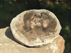 Polished Petrified Wood Slices x 6 From Gokwe, Zimbabwe - Toprock Gemstones and Minerals 