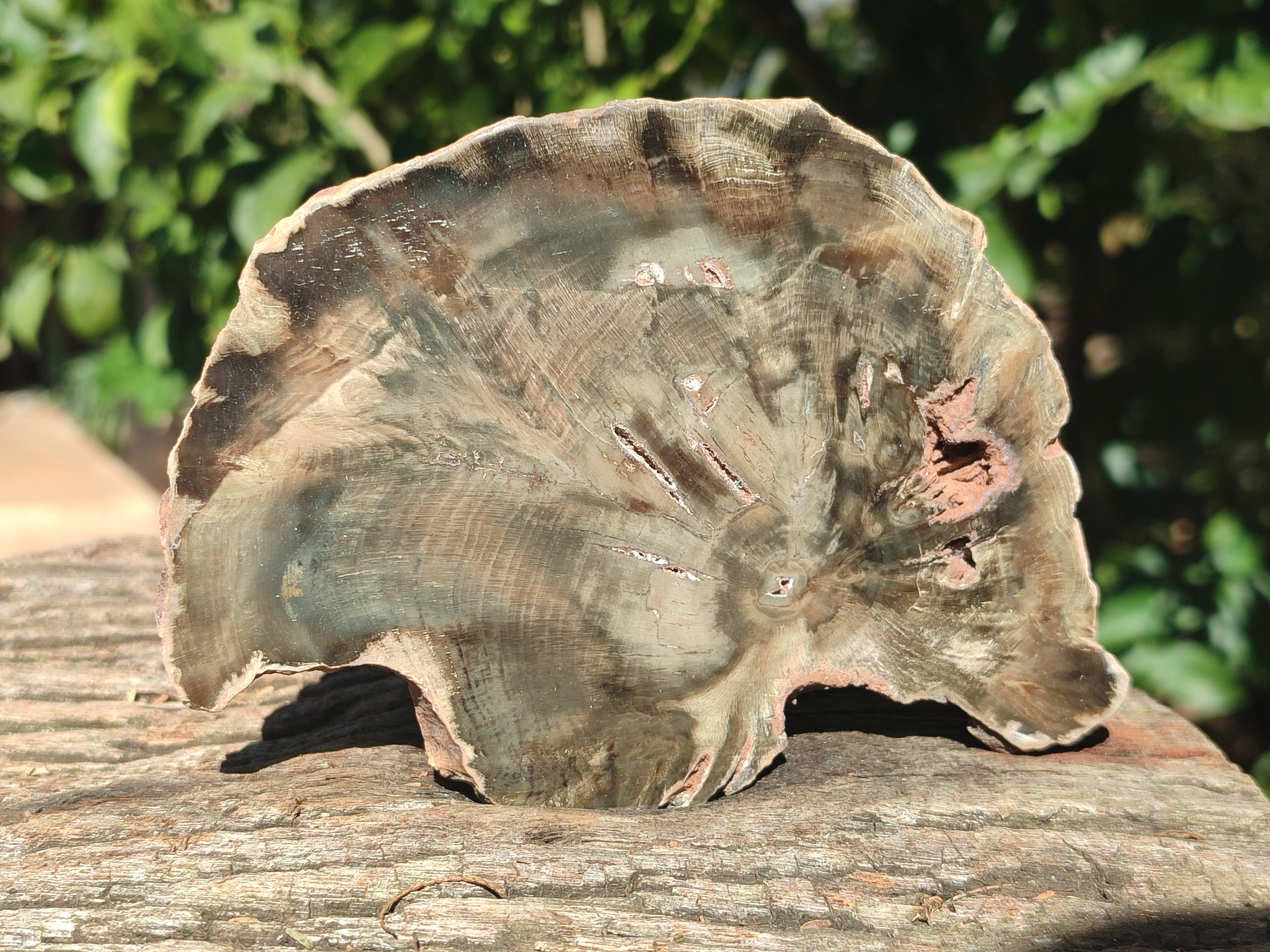 Polished Petrified Wood Slices x 6 From Gokwe, Zimbabwe - Toprock Gemstones and Minerals 