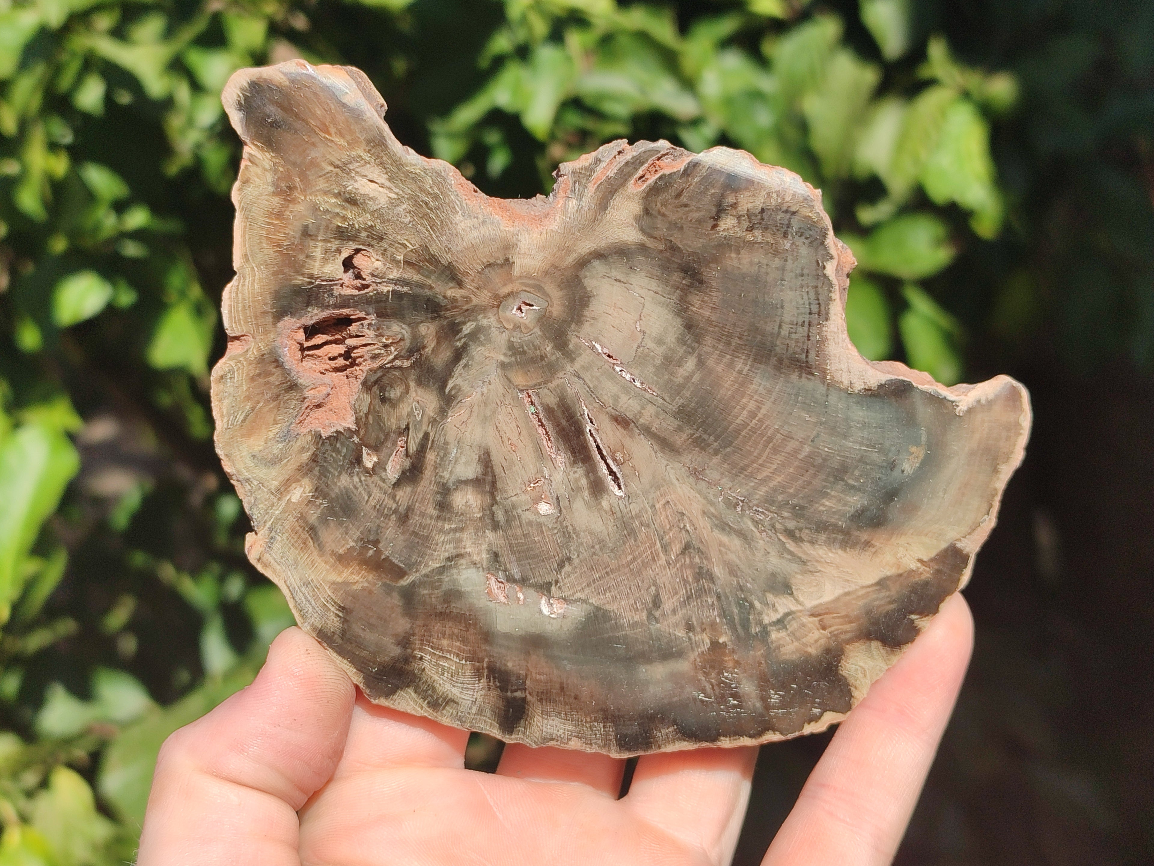 Polished Petrified Wood Slices x 6 From Gokwe, Zimbabwe - Toprock Gemstones and Minerals 