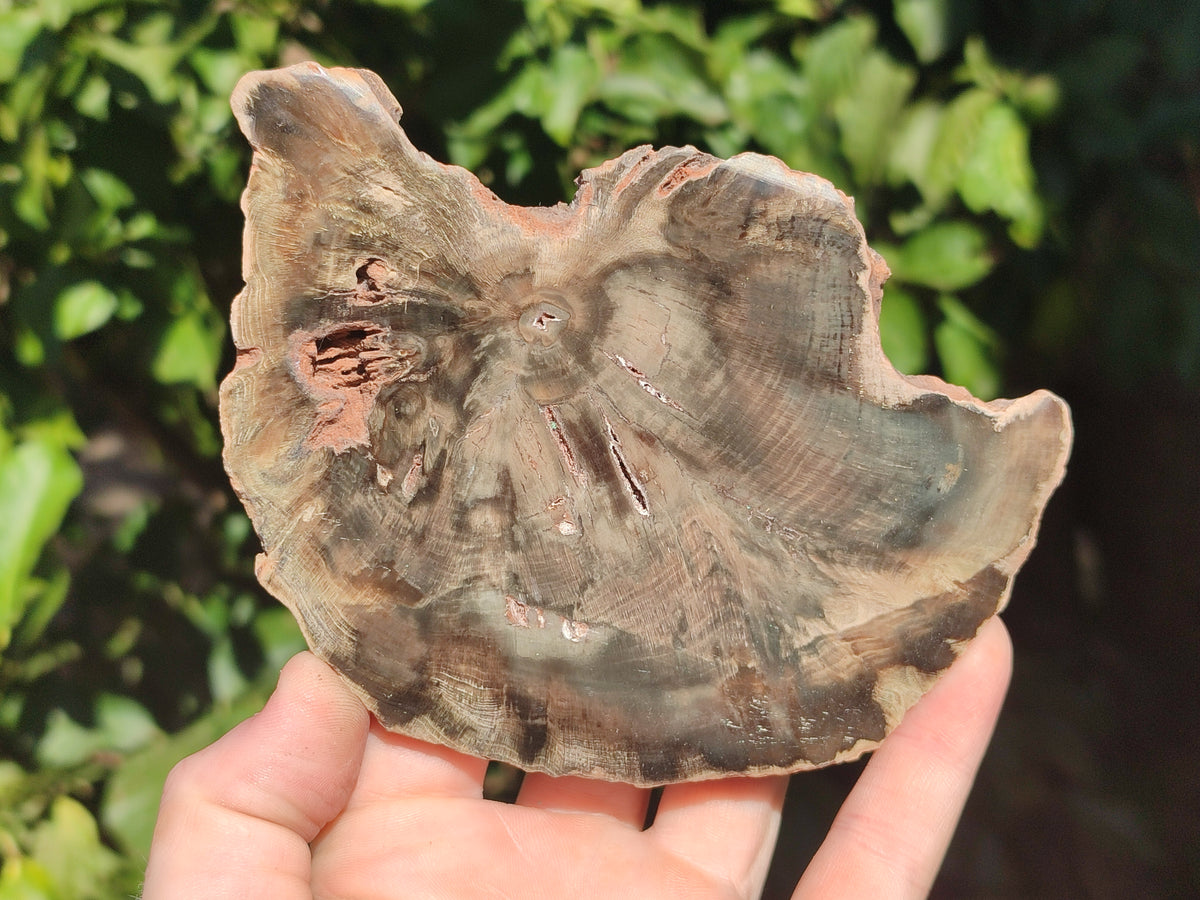 Polished Petrified Wood Slices x 6 From Gokwe, Zimbabwe - Toprock Gemstones and Minerals 