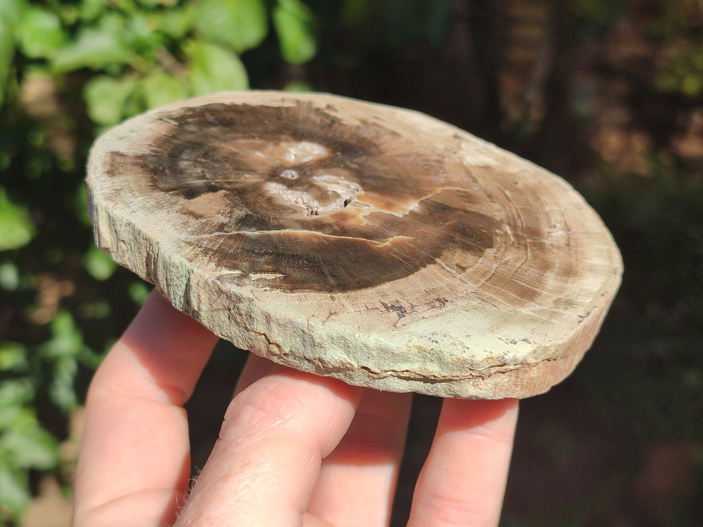 Polished Petrified Wood Slices x 6 From Gokwe, Zimbabwe - Toprock Gemstones and Minerals 