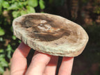 Polished Petrified Wood Slices x 6 From Gokwe, Zimbabwe - Toprock Gemstones and Minerals 