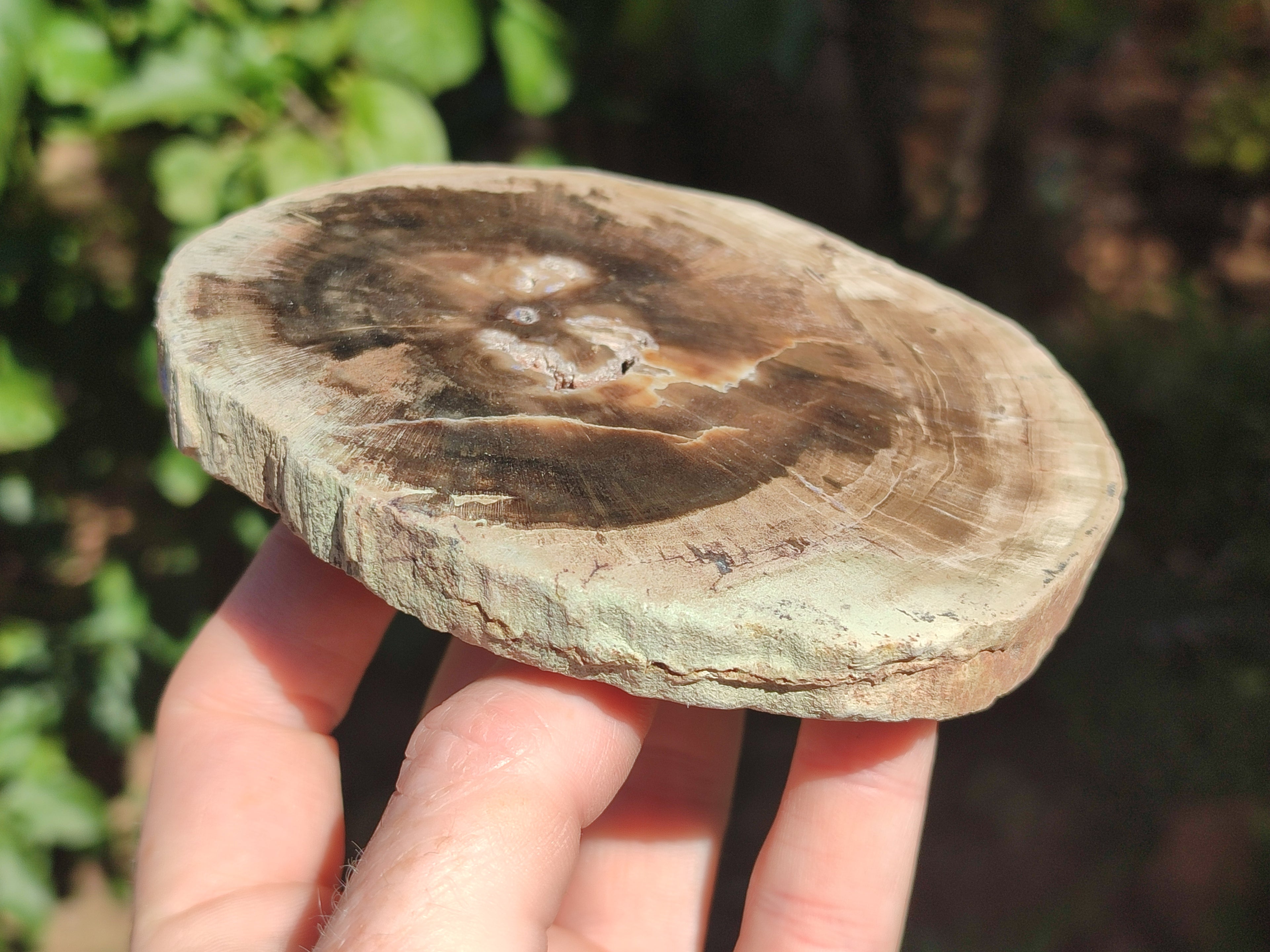 Polished Petrified Wood Slices x 6 From Gokwe, Zimbabwe - Toprock Gemstones and Minerals 