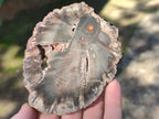 Polished Petrified Wood Slices x 6 From Gokwe, Zimbabwe - Toprock Gemstones and Minerals 