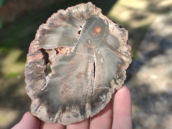 Polished Petrified Wood Slices x 6 From Gokwe, Zimbabwe