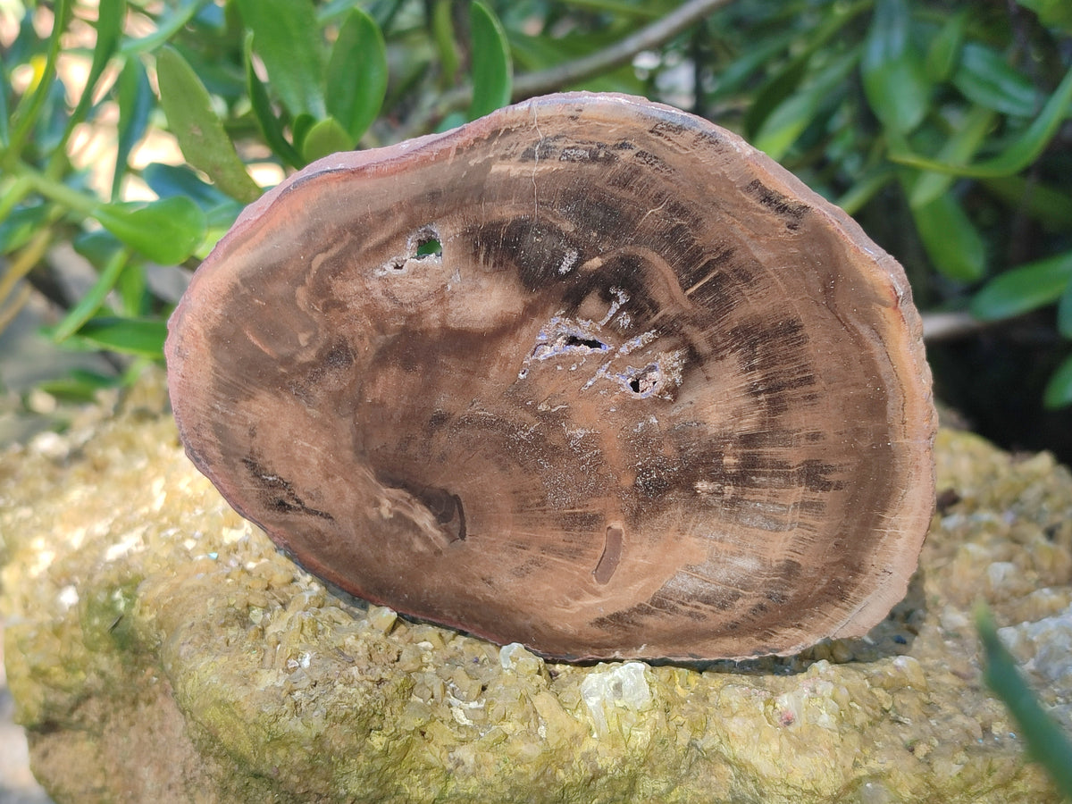 Polished Petrified Wood Slices x 6 From Gokwe, Zimbabwe - Toprock Gemstones and Minerals 