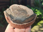 Polished Petrified Wood Slices x 6 From Gokwe, Zimbabwe - Toprock Gemstones and Minerals 