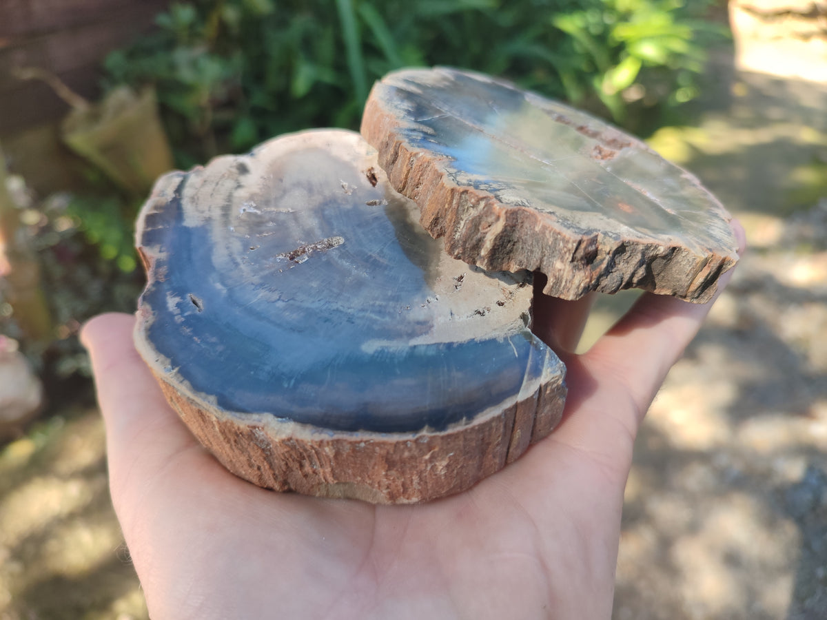 Polished Petrified Wood Slices x 6 From Gokwe, Zimbabwe - Toprock Gemstones and Minerals 