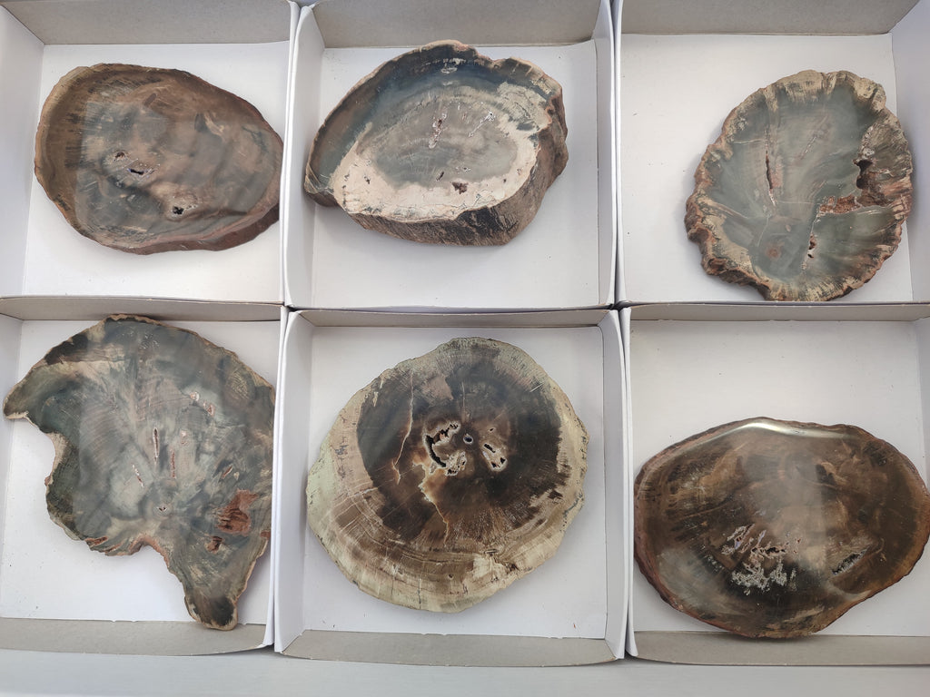 Polished Petrified Wood Slices x 6 From Gokwe, Zimbabwe - Toprock Gemstones and Minerals 