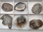 Polished Petrified Wood Slices x 6 From Gokwe, Zimbabwe - Toprock Gemstones and Minerals 