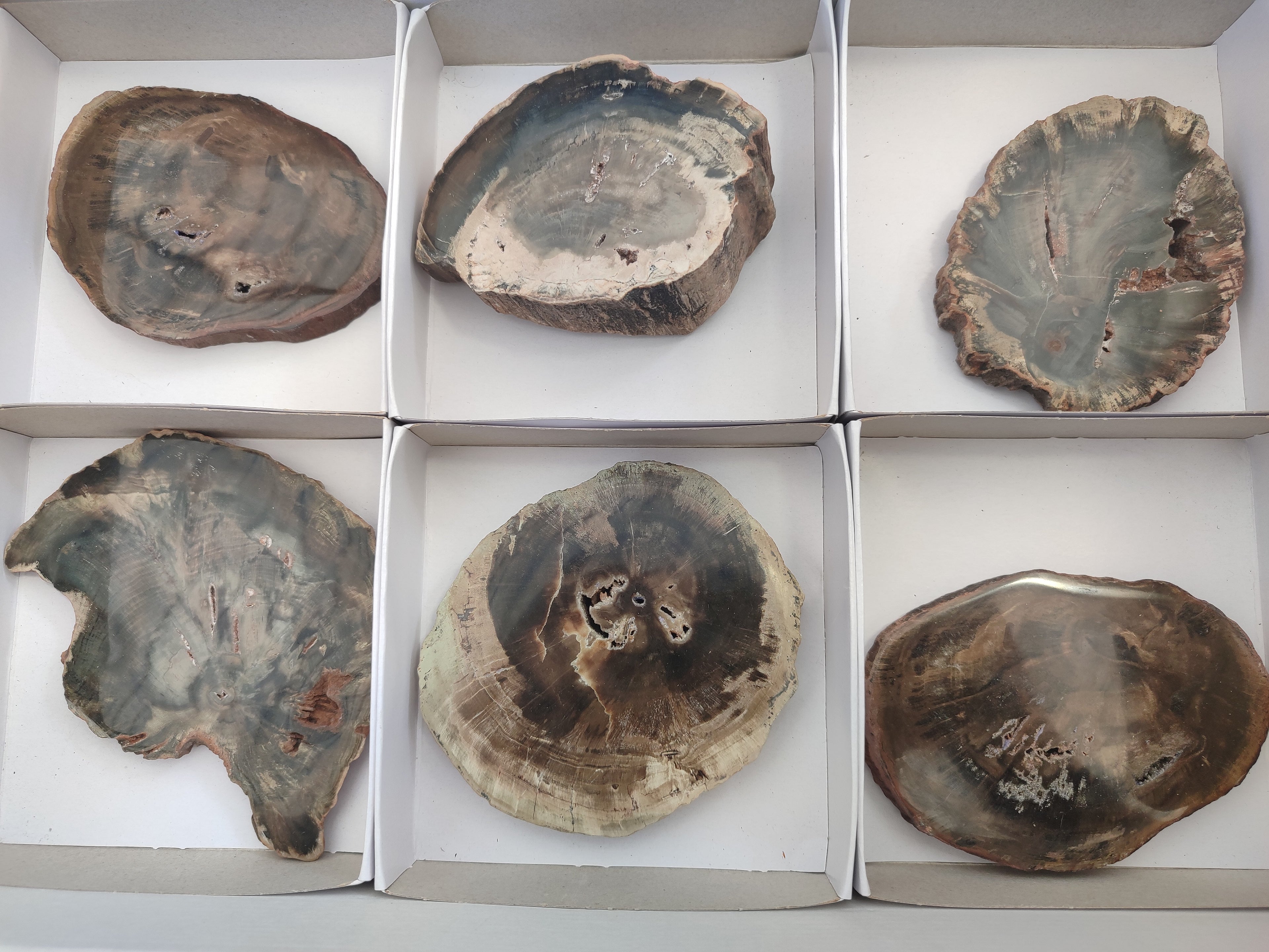 Polished Petrified Wood Slices x 6 From Gokwe, Zimbabwe - Toprock Gemstones and Minerals 